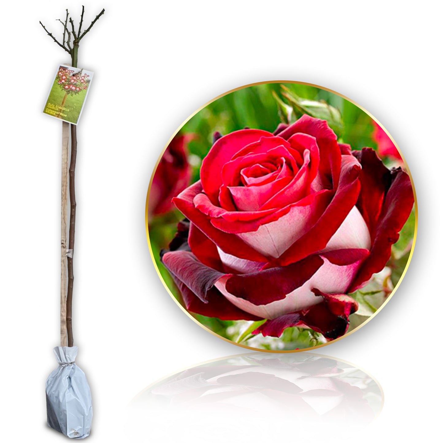 Róża pienna Osiria